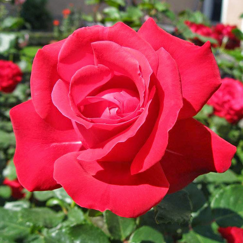 Роза флорибунда Супер Хиро артикул фото 1 Роза флорибунда Супер Хиро изображение 1 артикул 2703