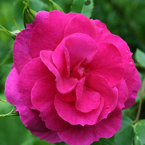 Роза канадская Капитан Самуэль Холланд изображение 1 артикул 3577