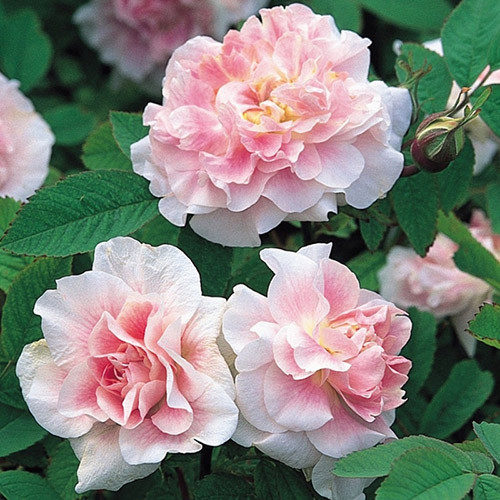 Роза канадская Мартин Фробишер артикул фото 1 Роза канадская Мартин Фробишер изображение 1 артикул 3579