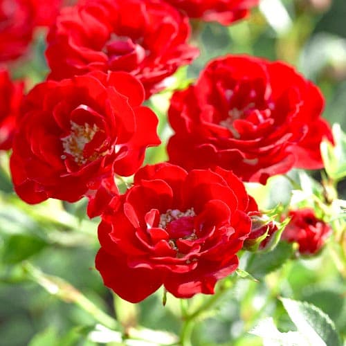 Роза парковая Аделаида Худлесс изображение 1 артикул 4601