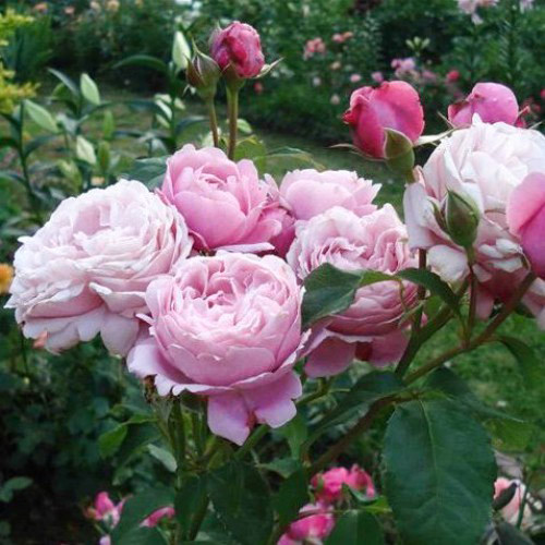 Роза парковая Дитер Мюллер изображение 3 артикул 3544