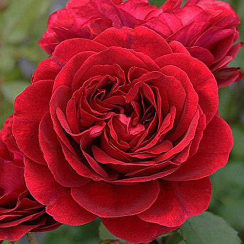 Роза парковая Изабель Ренессанс изображение 2 артикул 3545