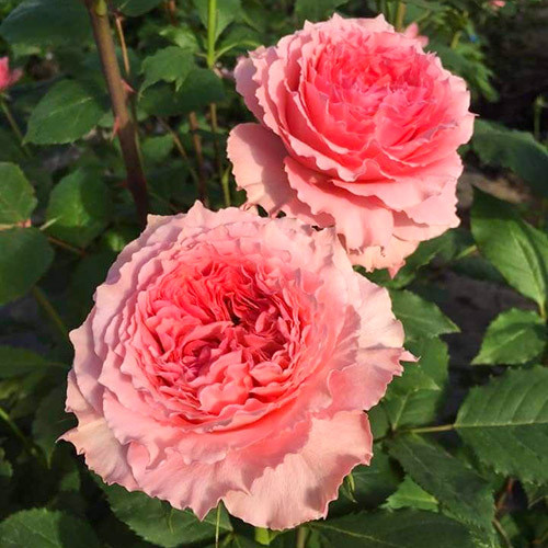 Роза парковая Корал Желе изображение 2 артикул 3546