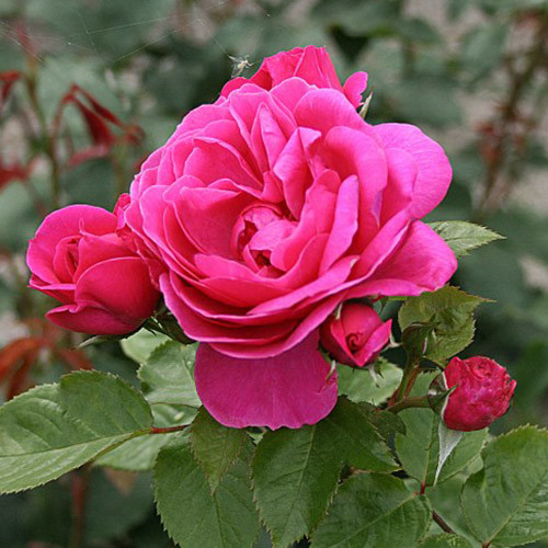 Роза парковая Леа Ренессанс артикул фото 2 Роза парковая Леа Ренессанс изображение 2 артикул 3548