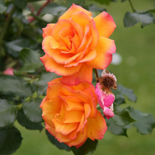 Роза парковая Сахара артикул фото 1 Роза парковая Сахара изображение 1 артикул 3552