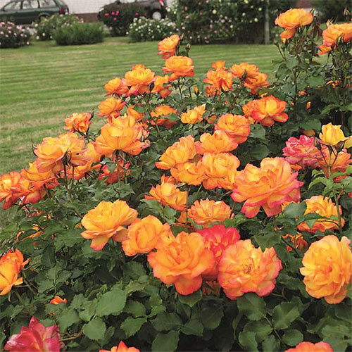 Роза парковая Сахара артикул фото 2 Роза парковая Сахара изображение 2 артикул 3552