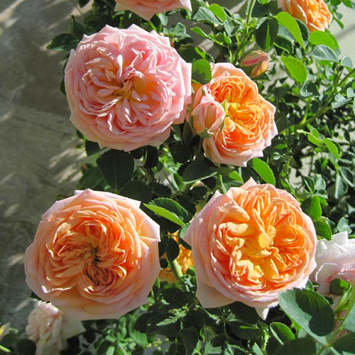 Роза плетистая Алхимист (Alchymist) артикул фото 1 Роза плетистая Алхимист (Alchymist) изображение 1 артикул 2150