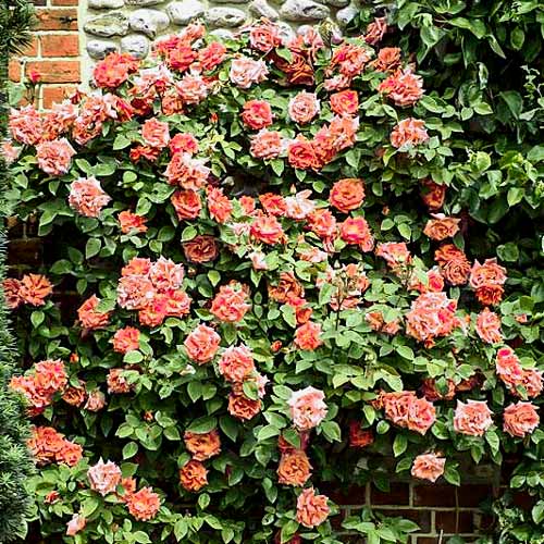 Роза плетистая Алоха изображение 1 артикул 2149