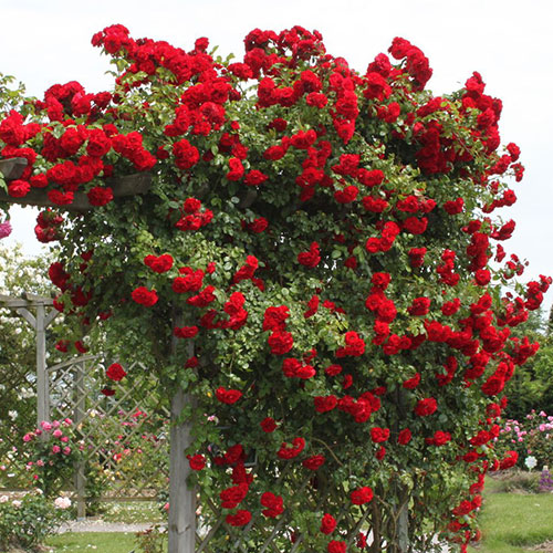 Роза плетистая Амадеус (Amadeus) изображение 1 артикул 2151