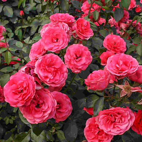 Роза плетистая Антик артикул фото 1 Роза плетистая Антик изображение 1 артикул 3703