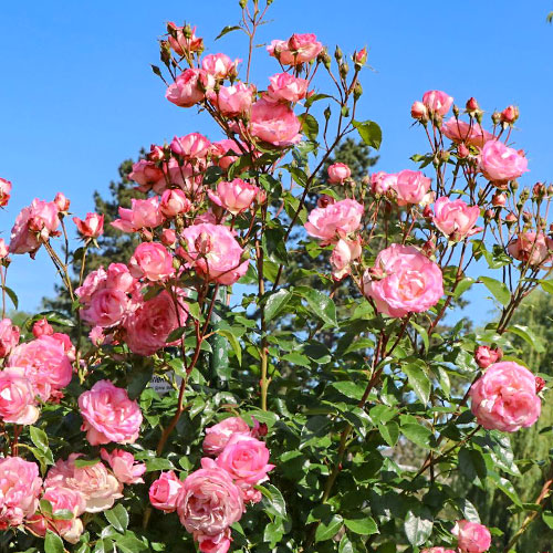 Роза плетистая Арлекин изображение 1 артикул 3704