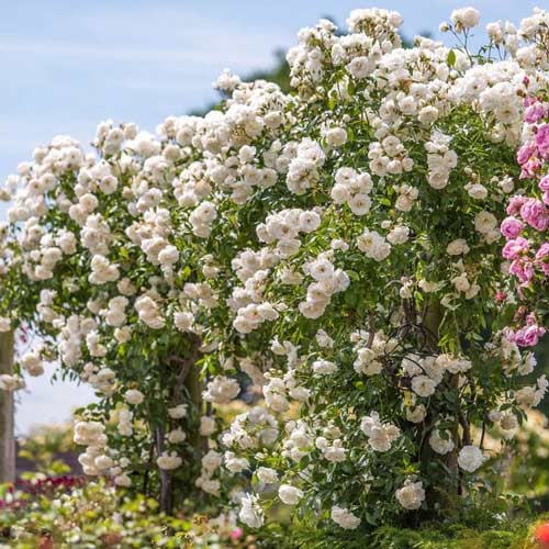 Роза плетистая Айсберг (Iceberg) изображение 1 артикул 2148