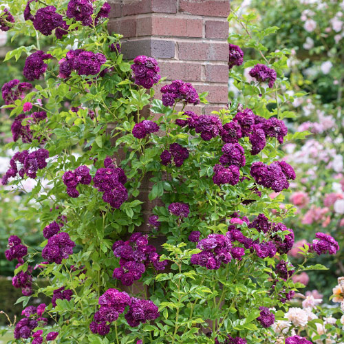 Роза плетистая Блю Маджента (Bleu Magenta) изображение 1 артикул 3517