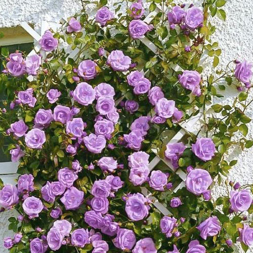 Роза плетистая Блю Мун (Blue Moon) изображение 1 артикул 2153