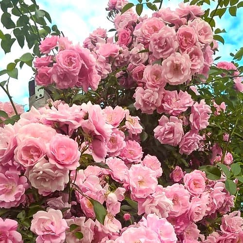 Роза плетистая Чаплинз Пинк изображение 1 артикул 3787