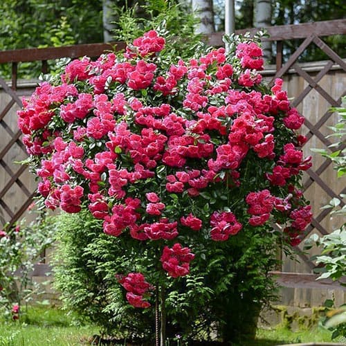 Роза плетистая Эксцельза изображение 1 артикул 3788