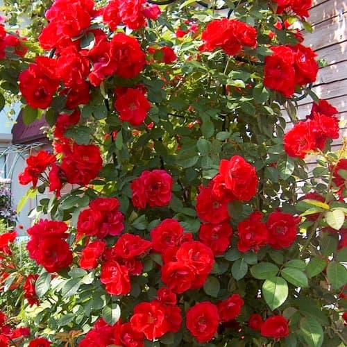 Роза плетистая Фламентанц (Flammentanz) изображение 1 артикул 3786