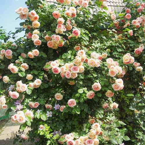 Роза плетистая Фонтана изображение 1 артикул 2738