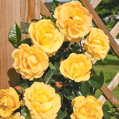 Роза плетистая Голд Фасад изображение 1 артикул 3773