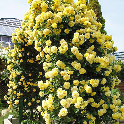 Роза плетистая Голден Ковер (Golden Cover) изображение 1 артикул 2156