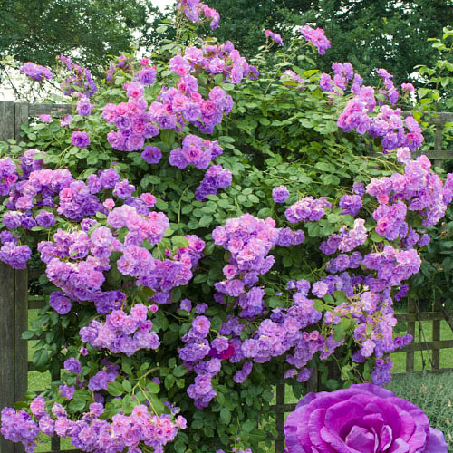 Роза плетистая Индиголетта (Indigoletta) изображение 1 артикул 2164