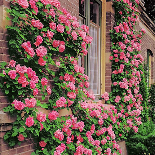 Роза плетистая Корал Доун изображение 1 артикул 2166