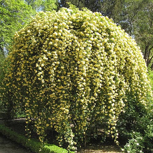 Роза плетистая Леди Бэнкс Еллоу артикул фото 1 Роза плетистая Леди Бэнкс Еллоу изображение 1 артикул 1513