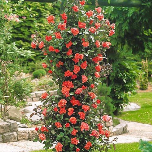 Роза плетистая Метанойя изображение 1 артикул 3779