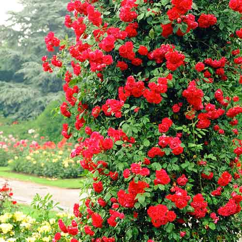 Роза плетистая Пол Скарлет изображение 1 артикул 2176