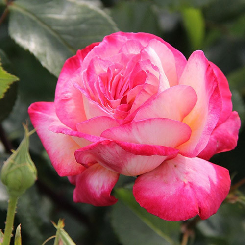 Роза плетистая Рина Хернолд изображение 1 артикул 3520