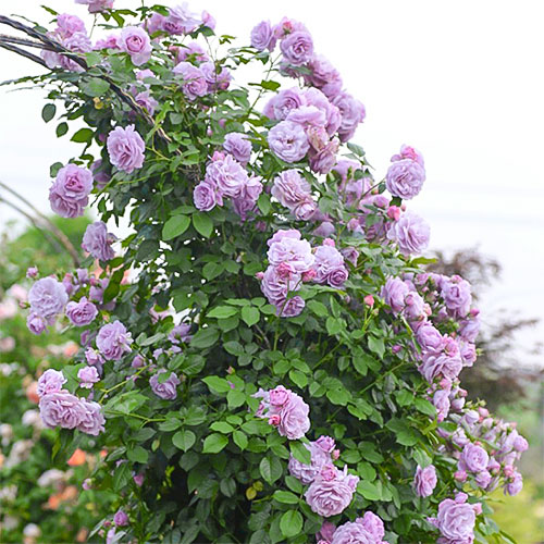 Роза плетистая Си-Си изображение 1 артикул 3521