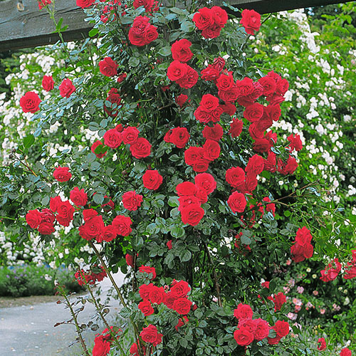 Роза плетистая Симпатия, C2 изображение 1 артикул 3819