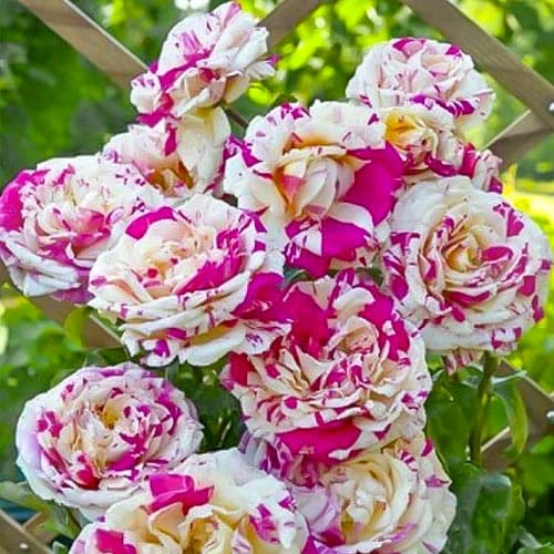 Роза плетистая Ванилла Фрейз (Vanille Fraise) изображение 1 артикул 3770