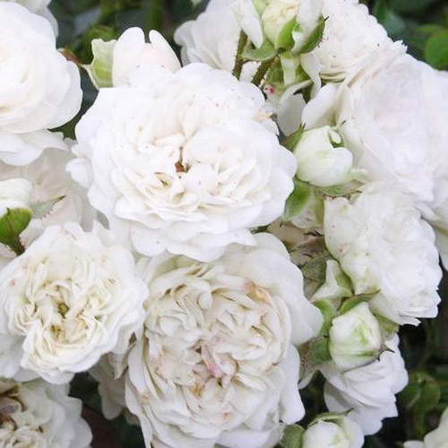 Роза почвопокровная Дварф Вайт артикул фото 1 Роза почвопокровная Дварф Вайт изображение 1 артикул 3561