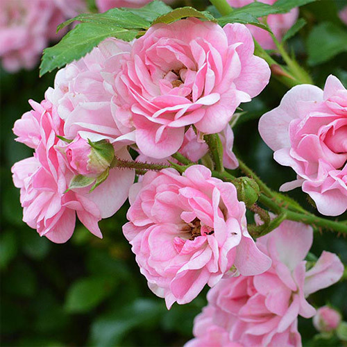 Роза почвопокровная Фейри изображение 2 артикул 3569