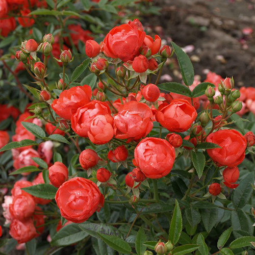 Роза почвопокровная Миниатюр Оранж артикул фото 1 Роза почвопокровная Миниатюр Оранж изображение 1 артикул 3563