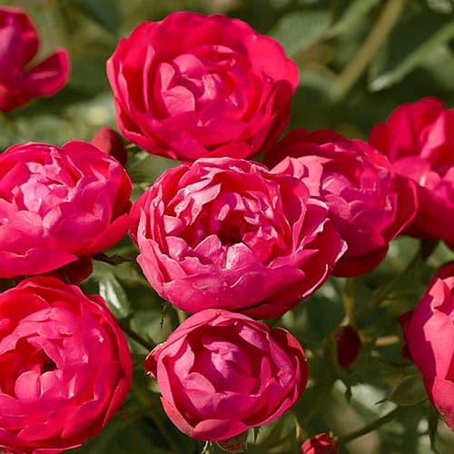 Роза почвопокровная Морсдаг изображение 1 артикул 4610