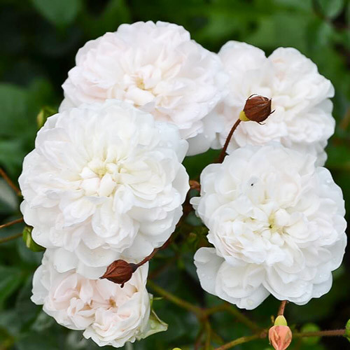 Роза почвопокровная Сноуфилд изображение 2 артикул 3568