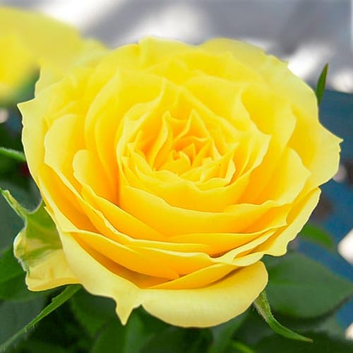 Роза спрей Аполло артикул фото 1 Роза спрей Аполло изображение 1 артикул 4583