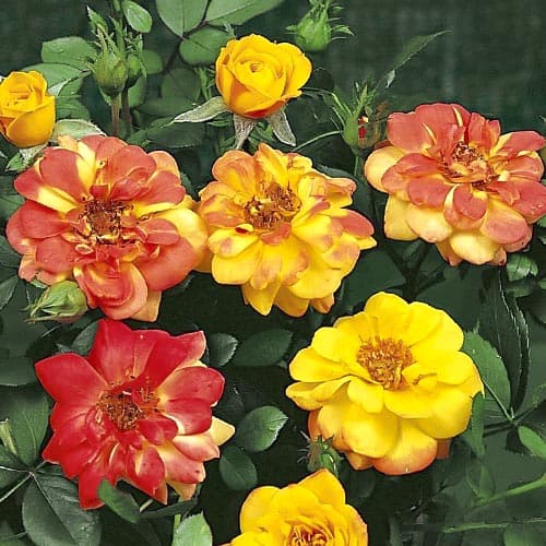 Роза спрей Бантер Кобальт изображение 1 артикул 4584