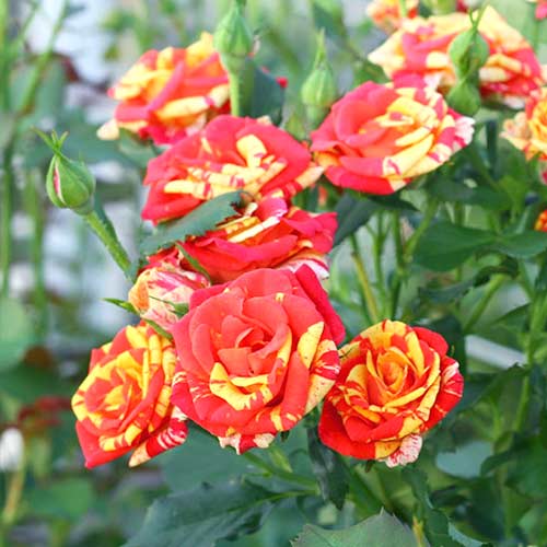 Роза спрей Файер Флеш, C2 изображение 1 артикул 3824