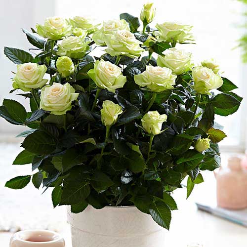 Роза спрей Грин Глоу (Green Glow) изображение 1 артикул 2232