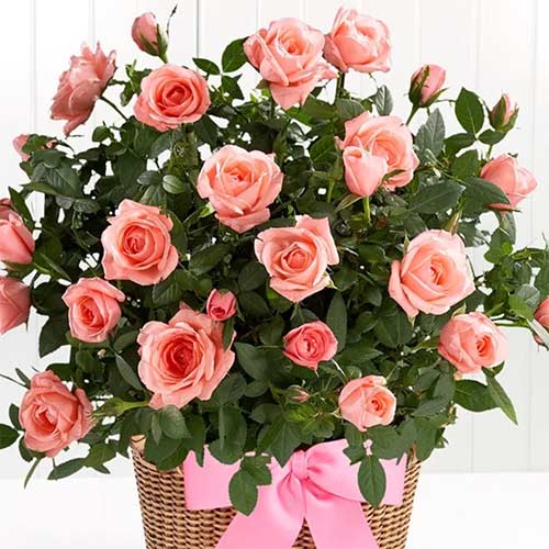 Роза спрей Лидия (Lidia) изображение 1 артикул 2234