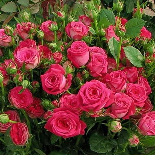 Роза спрей Мэджик Пепита изображение 1 артикул 4588