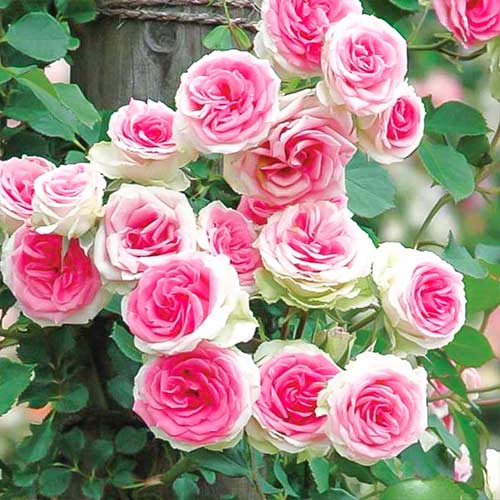 Роза спрей Мими Эден (Mimi Eden) изображение 1 артикул 3539