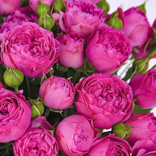 Роза спрей Мисти Бабблс (Misty Bubbles) изображение 1 артикул 1515