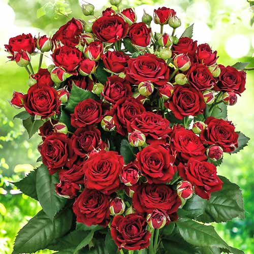 Роза спрей Ред Сенсейшн (Red Sensation) артикул фото 1 Роза спрей Ред Сенсейшн (Red Sensation) изображение 1 артикул 2239