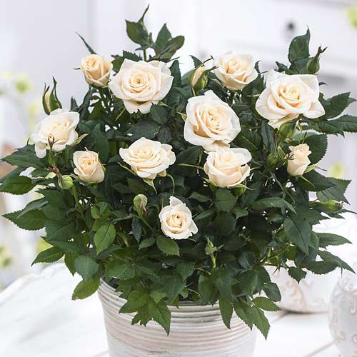 Роза спрей Сноу Дэнс изображение 1 артикул 2241