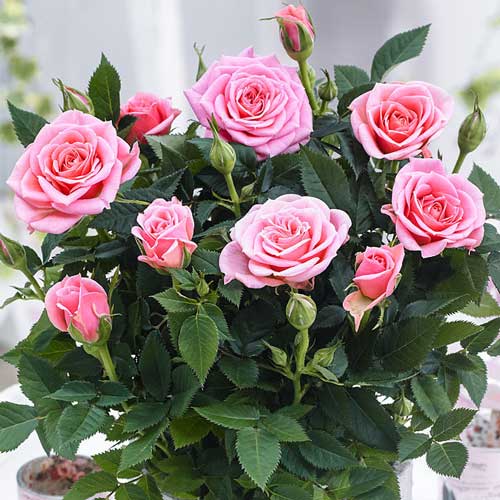 Роза спрей Виктория (Victoria) изображение 1 артикул 2230