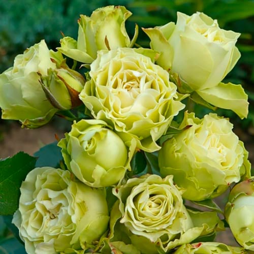 Роза спрей Лувиана (Luviana) изображение 1 артикул 2053